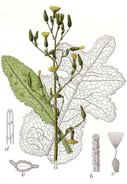 wild lettuce plant lactuca virosa wild lettuce plant