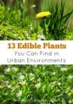13 Edible Plants You Can Find in Urban Environments