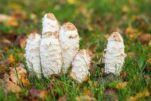 shaggy mane mushrooms