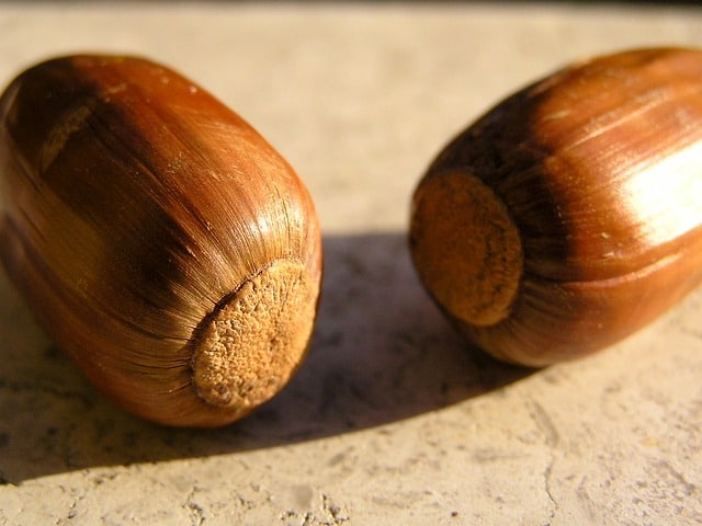 acorns edible plants