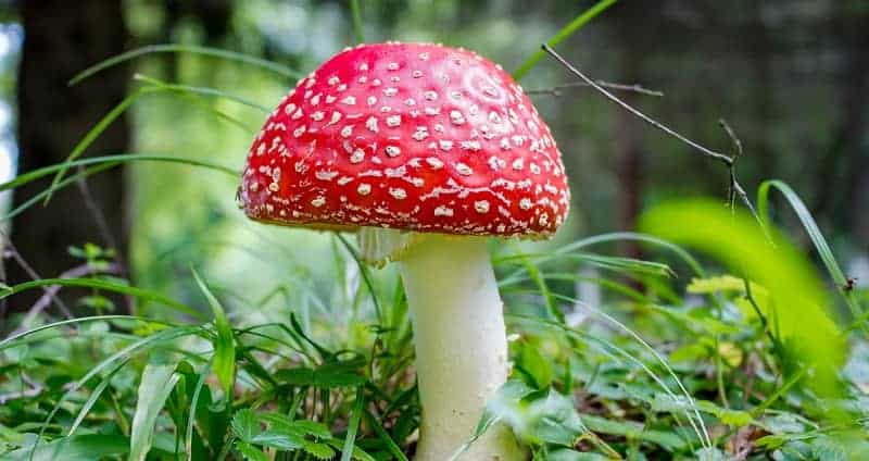 amanita mushroom