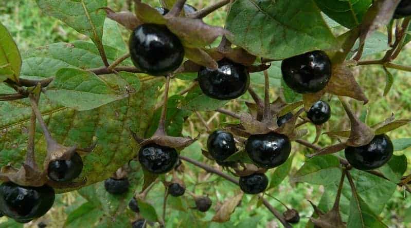 Belladonna berries