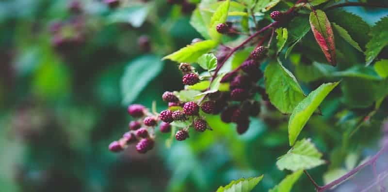 blackberry plant