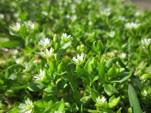 chickweed edible plant