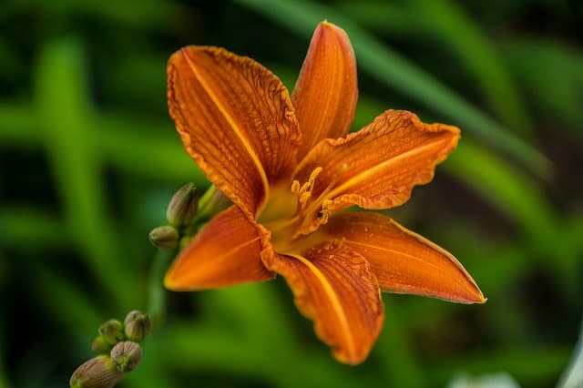 daylily edible flower