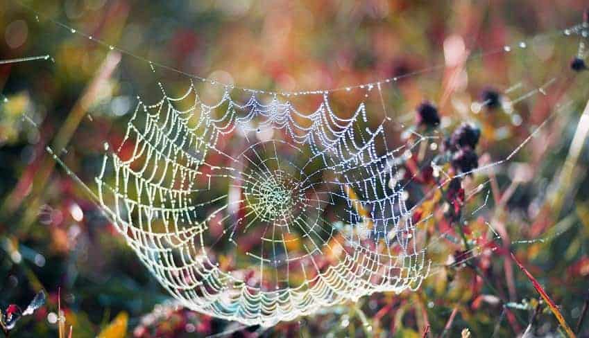 Cobweb with dew