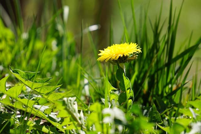 edible plants dandelions