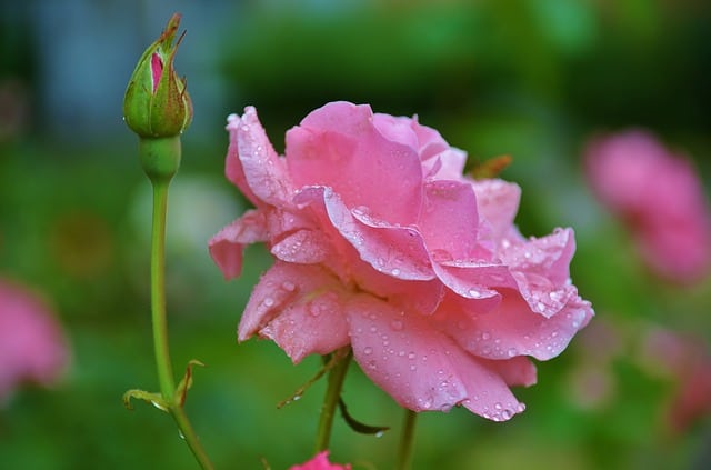 edible plants roses