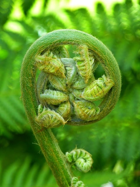fiddlehead fern edible plant