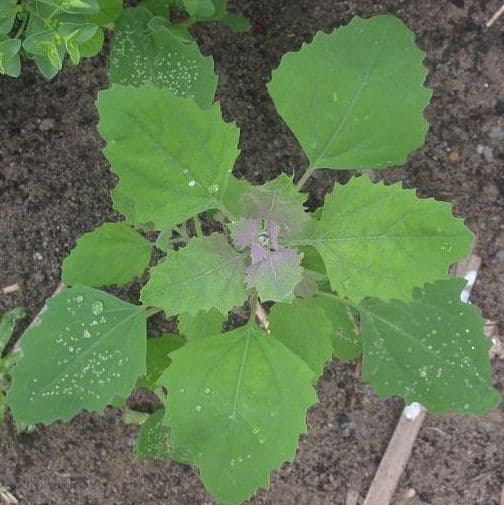 lambs quarters edible plant