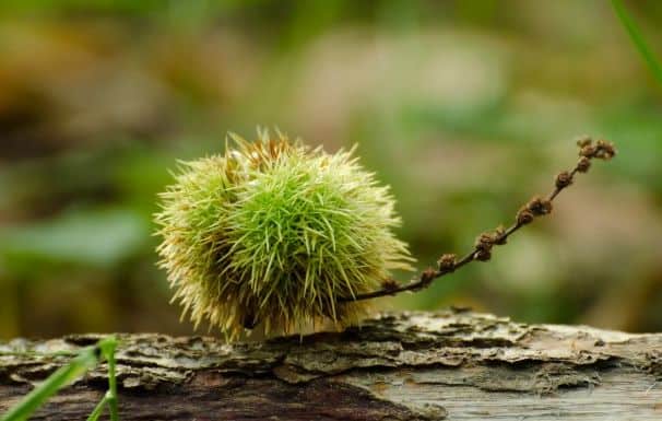 sweet chestnut edible plants