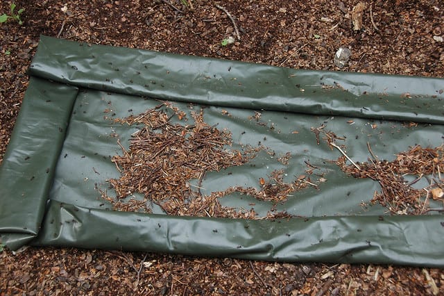 using tarp for ant egg collecting