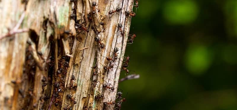tree with ants on trunk