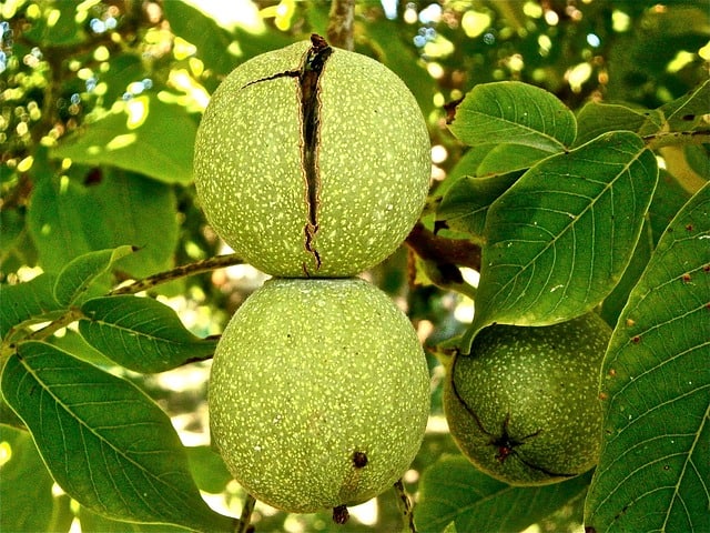 walnut tree edible plants