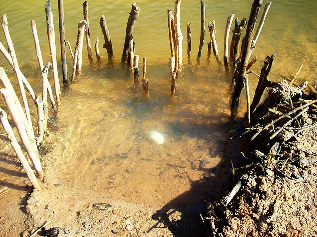 fishing weir trap