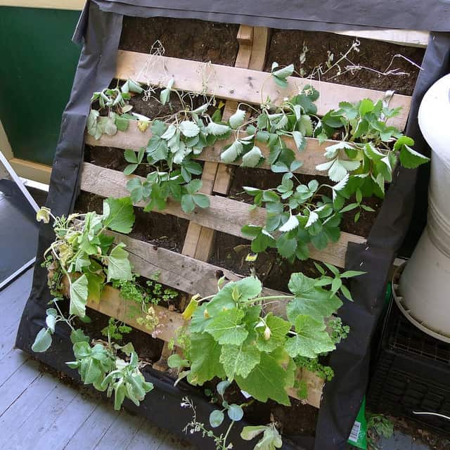 vertical pallet vegetable garden