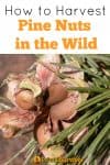 How to harvest pine nuts in the wild