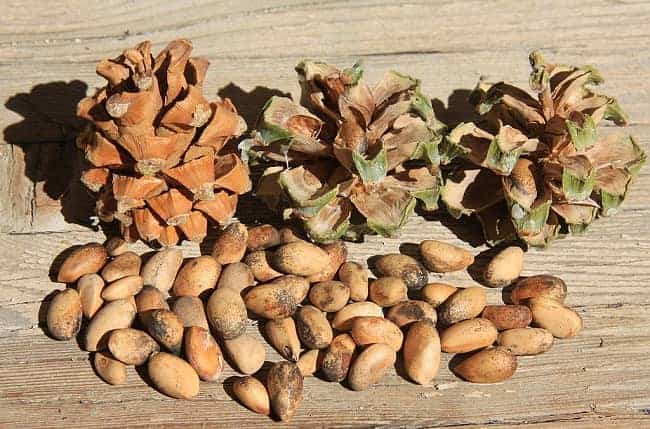 are pine nuts safe for dogs