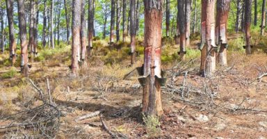 6 Almost-Forgotten Uses for Pine Tree Sap