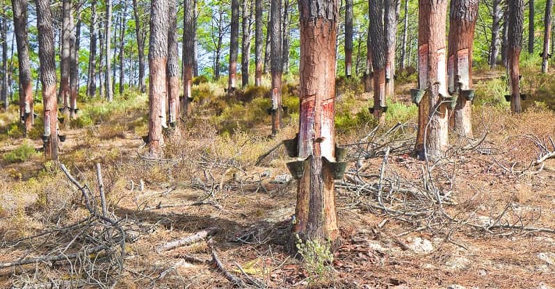 collecting sap from pine trees