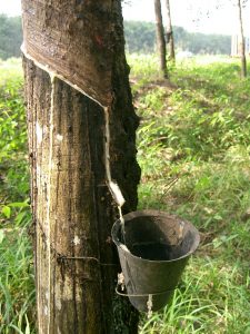 tapping a tree for sap