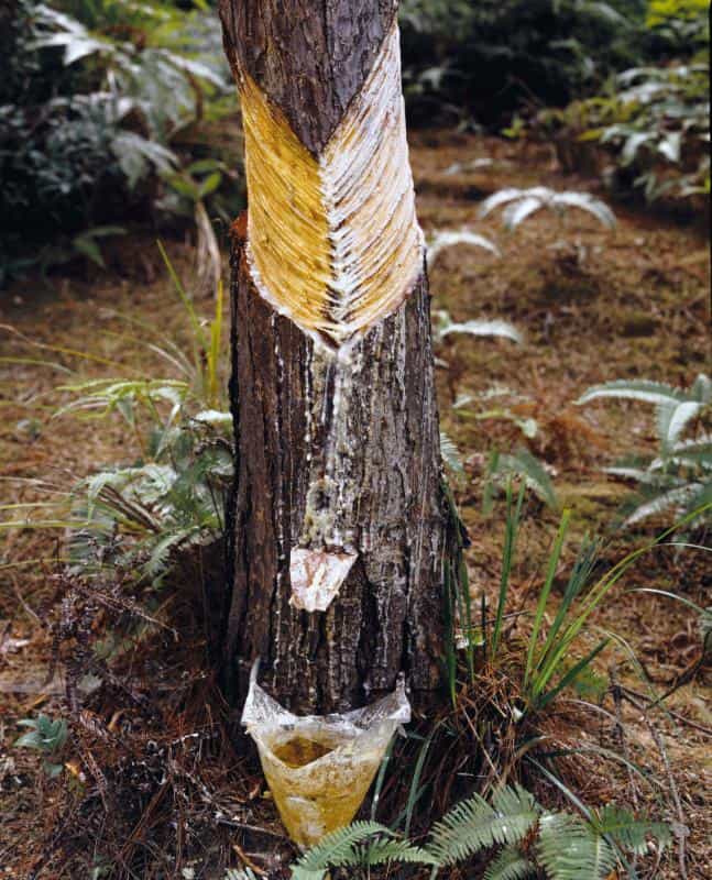 timberborn pine resin timberborn pine resin