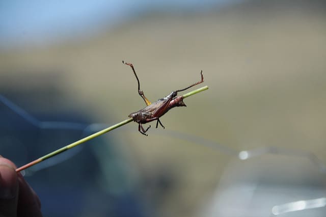 roasted grasshopper