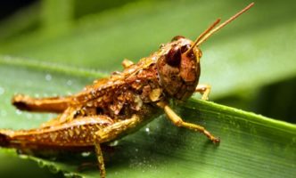 Survival Expert Shows How to Eat Grasshoppers in the Wild