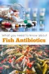 What you need to know about Fish Antibiotics for humans