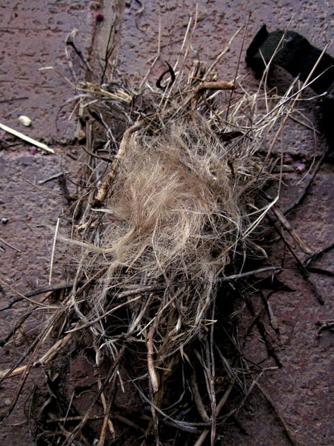 This is a "birds nest" tinder made from dry grass and fibers