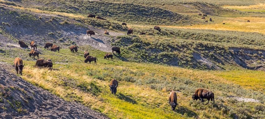 Bison in yellowstone park