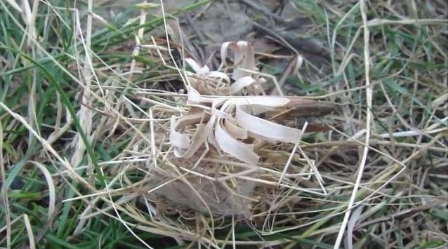 Birds nest with featherstick on top