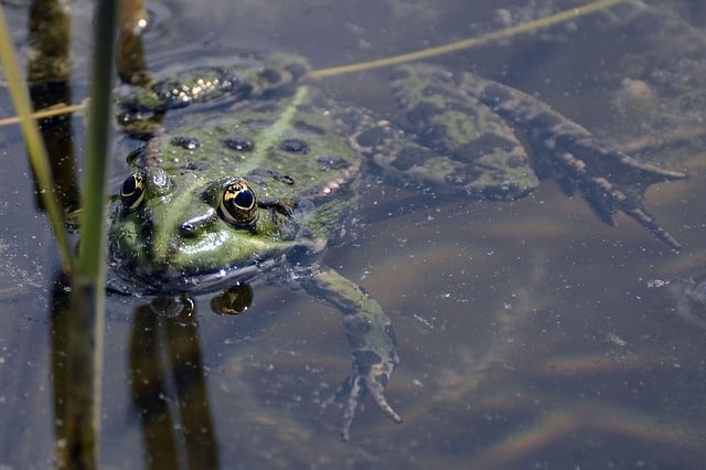 frog wild survival food