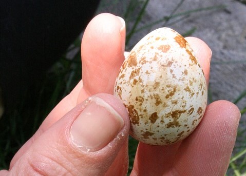 Quail egg