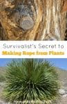 Survivalists Secret to making rope from plants