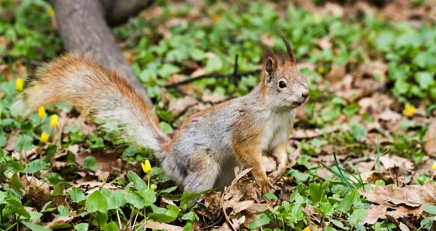 squirrel in forest