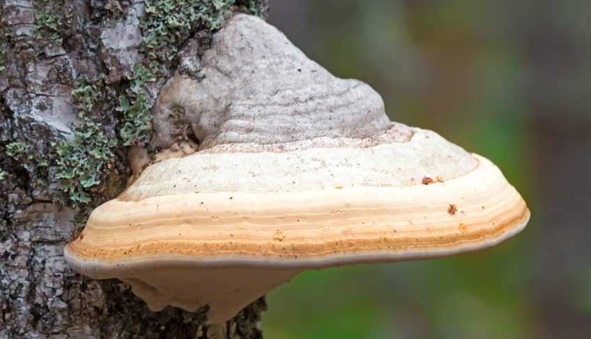 tinder fungus on tree