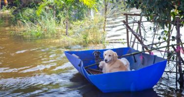 Disaster Preparedness for Pets: How to Keep Your Entire Family Alive when SHTF