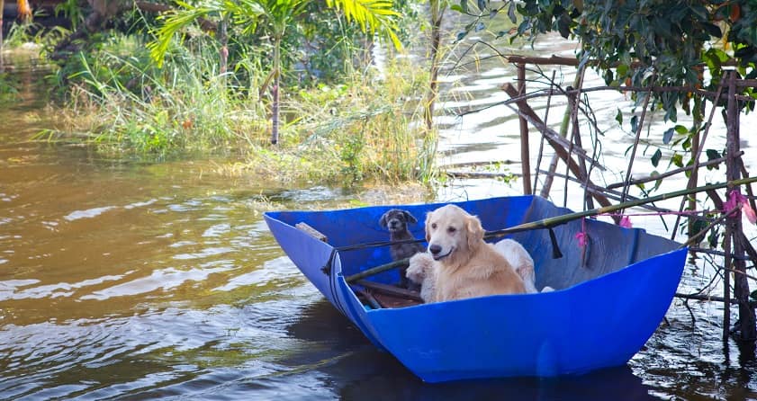 dog in flood