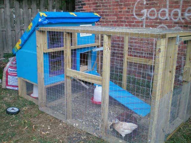 blue small backyard chicken coop