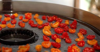 Best Food Dehydrators of 2022 (and How to Choose the Right One for You)