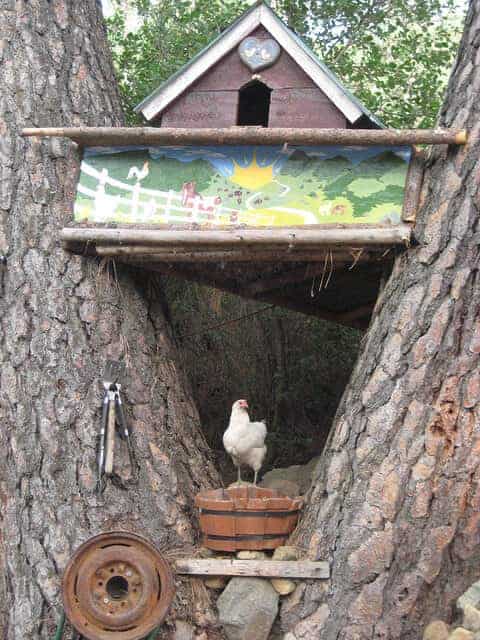 backyard chicken coop built into a tree