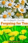 An Indepth Guide Foraging for Tea