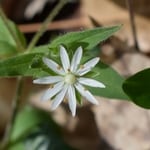 Chickweed