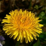 Dandelion flower