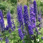 delphinium plant