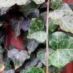 english ivy