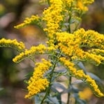 goldenrod plant