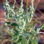 lambs quarter plant