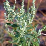 lambs quarter plant